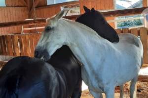 xPferde-Screenshot_20230920_161121