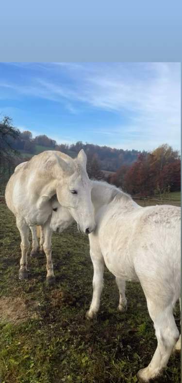 screenshot-2026-02-05-at-16-17-56-4-instagram